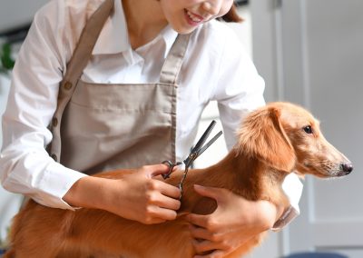 Peluqueria-clinicas-veterinarias-veterindalo