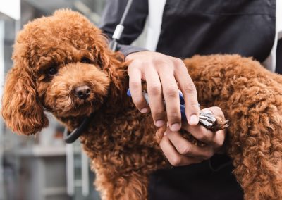Peluqueria-clinicas-veterinarias-veterindalo