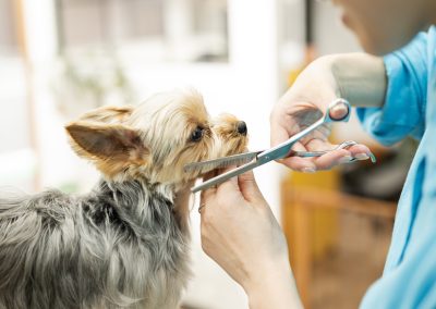 Peluqueria-clinicas-veterinarias-veterindalo