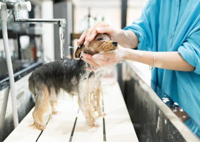 Peluqueria-clinicas-veterinarias-veterindalo