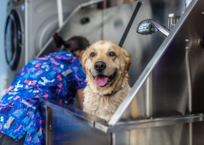 Peluqueria-clinicas-veterinarias-veterindalo